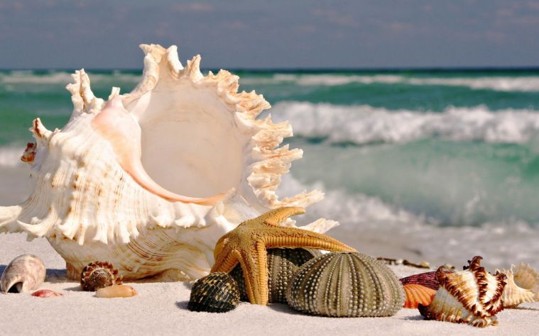 beach-sea-ocean-shell-starfish-nature-1050x1680