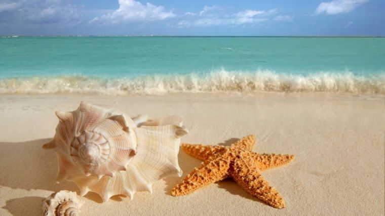 cockleshells-starfish-sinks-coast-sea-beach-azure-horizon-768x1366
