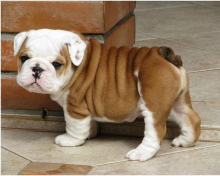 CUTE English Bulldog Puppy!