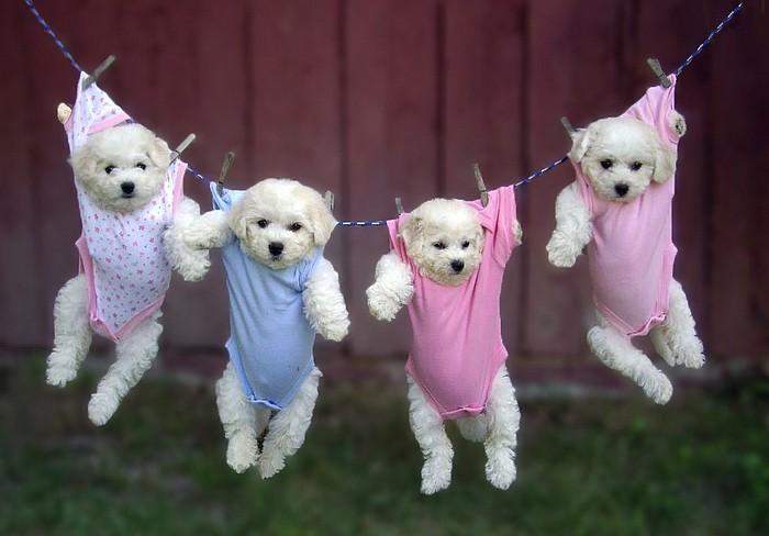 Puppies on a Clothesline! Not cruelty, at all!