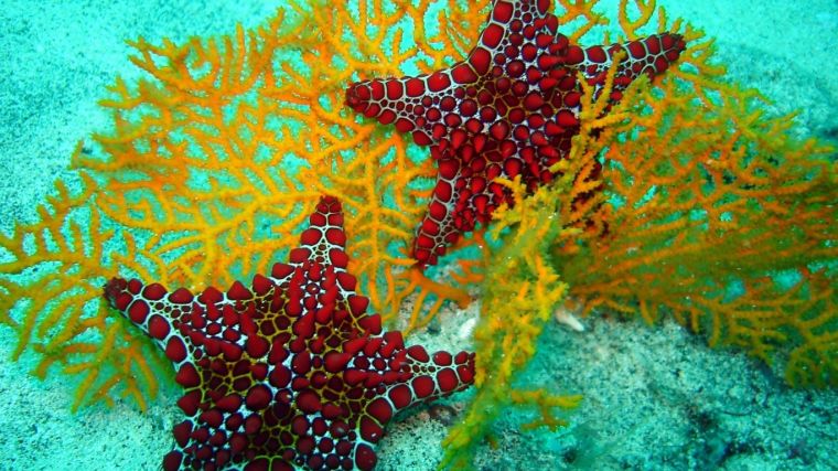 red-starfish-768x1366