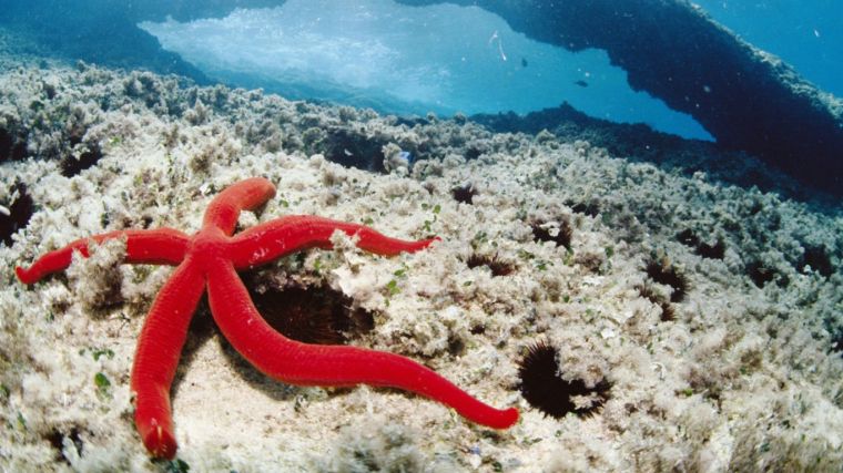 red-starfish-underwater-life-images-768x1366