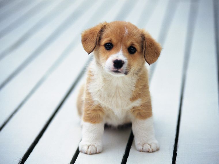 This puppy just wants to bring you home.