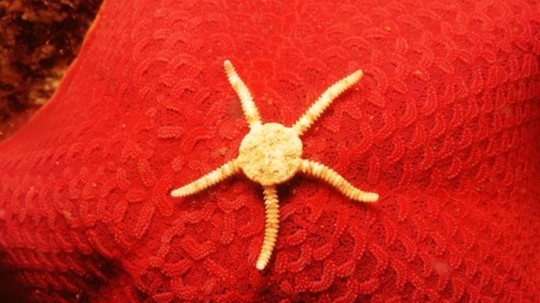 starfish-coral-reefs-768x1366
