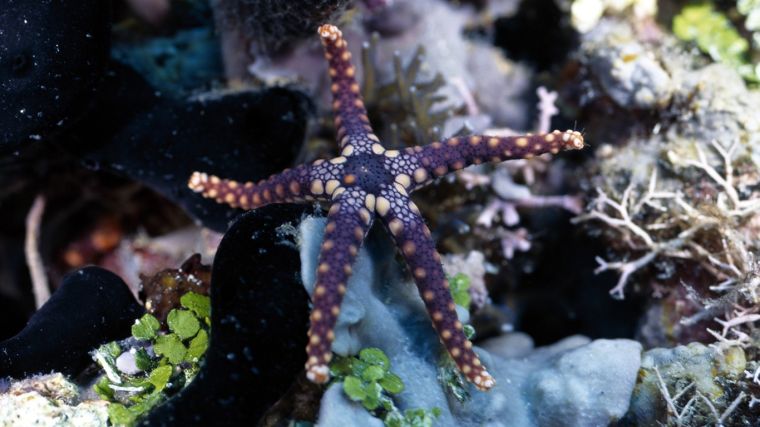 starfish-ocean-starfish-768x1366