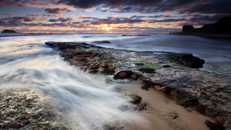 starfish-party-nature-animal-768x1366