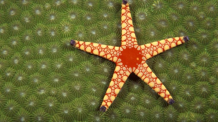 tuberous-pearl-starfish-768x1366